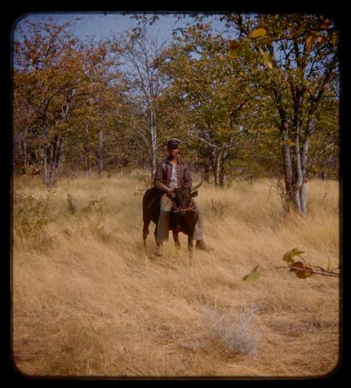 Man riding a bull