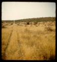 Truck tracks through grass, with zebras in the distance