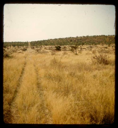 Truck tracks through grass, with zebras in the distance