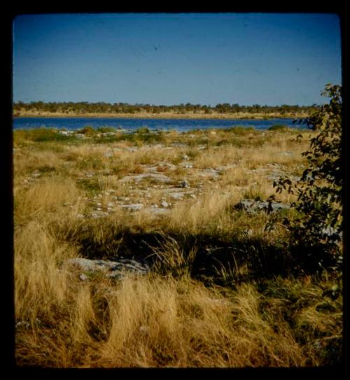 Elephant waterhole