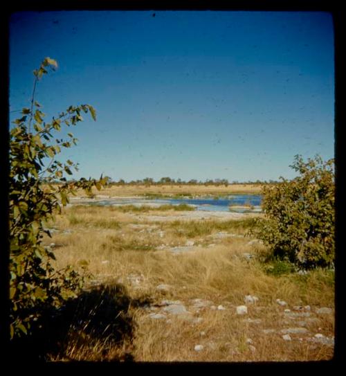 Elephant waterhole