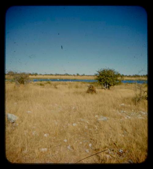 Elephant waterhole