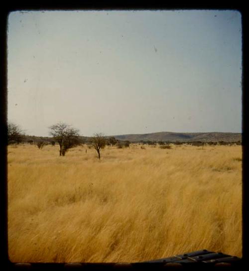 Landscape with grass and bushes, hills in the distance