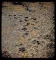 Lion and rhino footprints in dried mud
