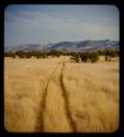 Truck tracks through grass, with mountains in the distance