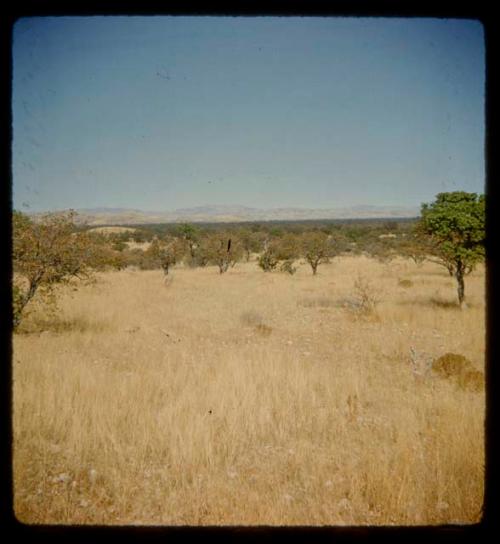 Landscape with grass and trees, mountains in the distance