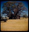 Large baobab tree in leaf, with an expedition truck parked near it