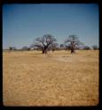 Two baobab trees with no leaves