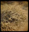 Thornveld in bloom, close-up