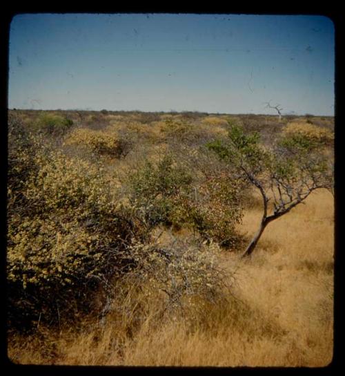 Thornveld in bloom