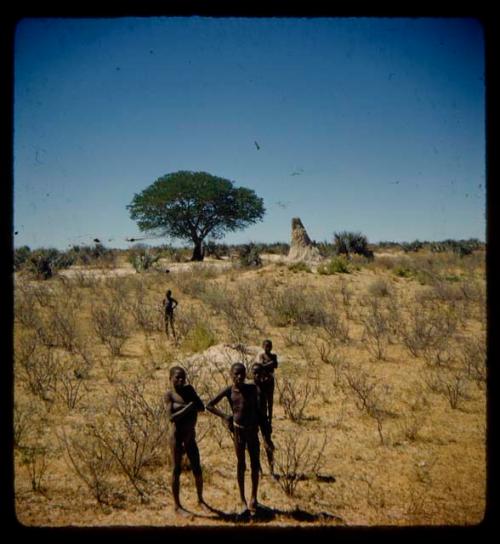 Boys standing, with a termite mound next to a tree in the background