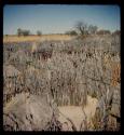 Kraal, close-up