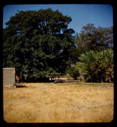 Edge of a wall, with trees in the background