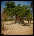 Bush growing out of an ant hill