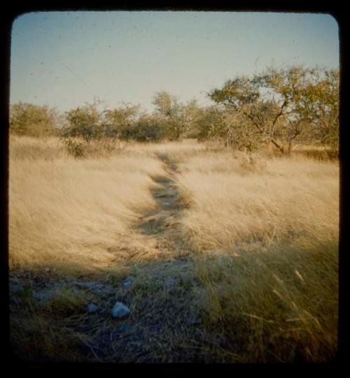 Elephant track through grass