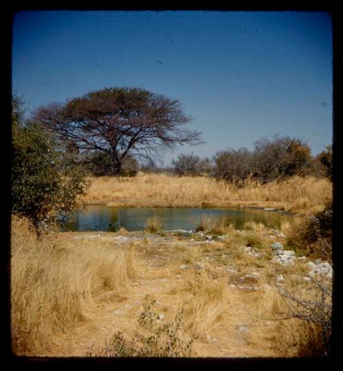 Waterhole