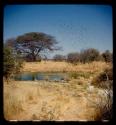 Waterhole