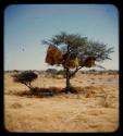 Weaver bird nests in a tree