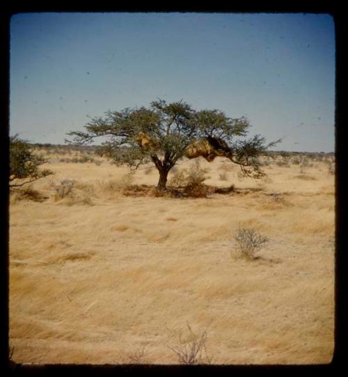 Weaver bird nests in a tree