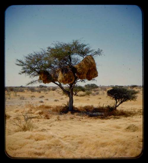 Weaver bird nests in a tree