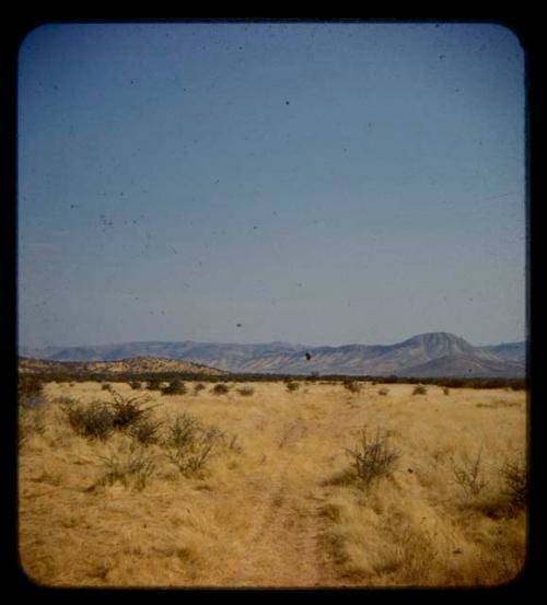 Truck track through grass, with trees, hills and mountains in the distance