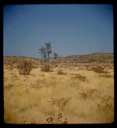 Landscape with grass and brush, hills in the distance