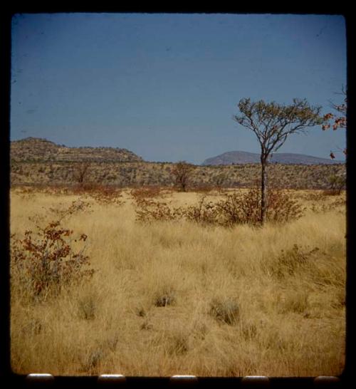 Landscape with grass and brush, hills in the distance