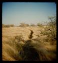 Elephant track through grass