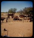 Cattle in a fenced enclosure on a farm