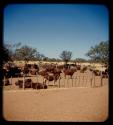 Cattle in a fenced enclosure on a farm