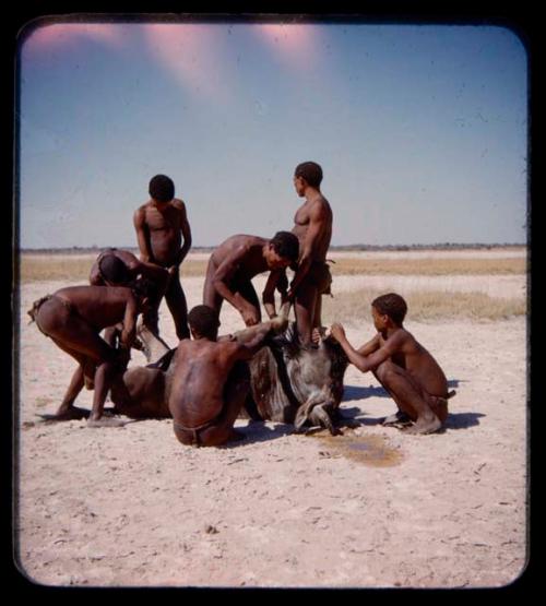 Group of men cutting up a wildebeest on a pan