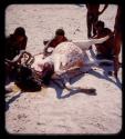 Group of men cutting up a wildebeest on a pan, close-up