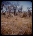 Abandoned skerms next to a mangetti tree