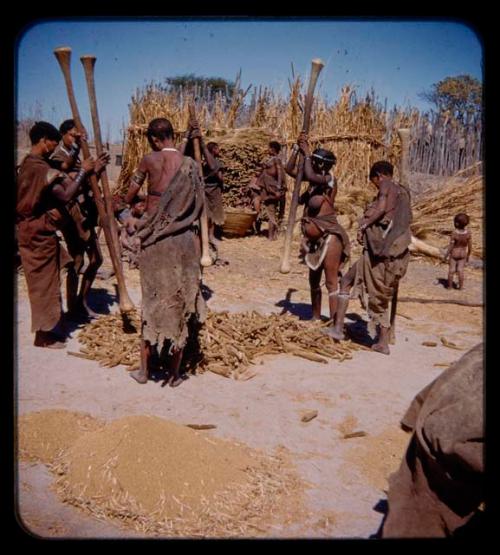 Group of women beating mahangu, also known as pearl millet