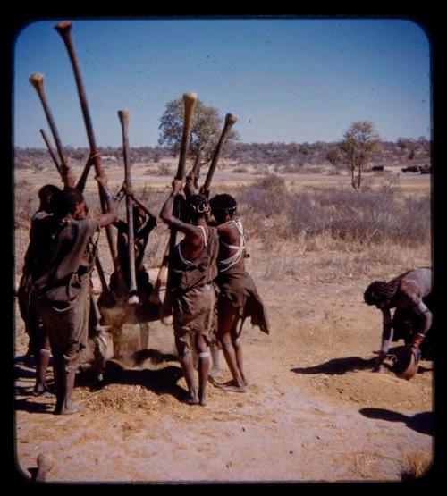 Group of women beating mahangu, also known as pearl millet, with the head wife using a winnowing basket next to them