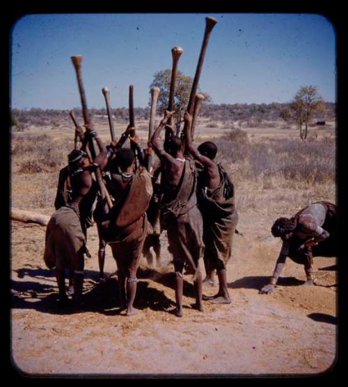 Group of women beating mahangu, also known as pearl millet, with the head wife using a winnowing basket next to them