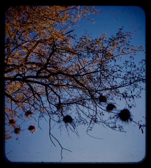 Bird nests in a tree