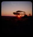 Sunset, with a silhouette of a tree