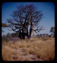 Baobab tree with no leaves, north of Gautscha