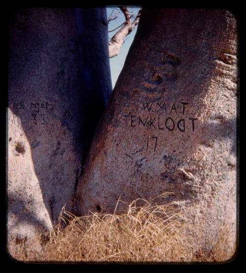 Names carved on the trunk of a baobab tree, "[I?] Berger  8/4/33" and "W. Mattenklodt  17"