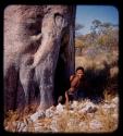 /Gao climbing out of a hole in a baobab trunk where people lived