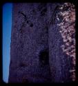 Wooden peg in the trunk of a baobab tree, close-up