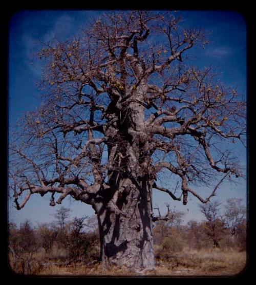 Baobab tree with fruit, no leaves