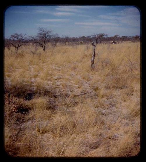 Track through grass left by expedition truck, with brush in the background