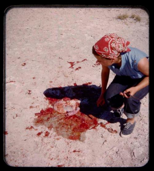 Elizabeth Marshall Thomas looking at an animal fetus on the ground