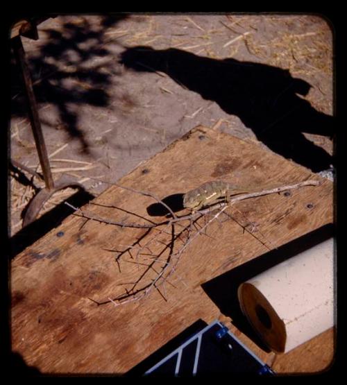 Chameleon on a branch on top of a table