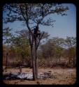 Person climbing a tree next to the remains of a burned hut in Meri Catinga's kraal