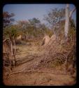 Huts in Meri Catinga's kraal