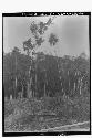 Milpa Tree Growing Out of Dead Trunk