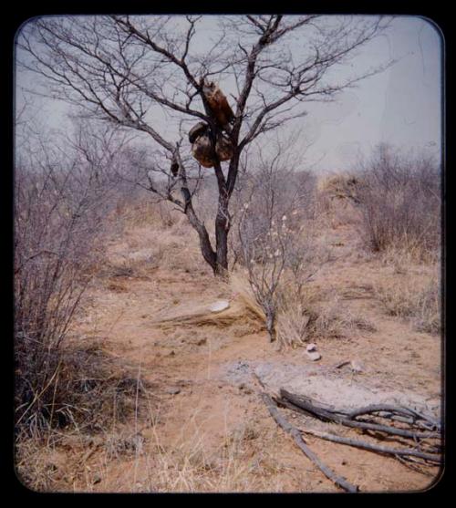 Possessions: Person's possessions hanging in a tree